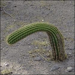 Limp Prickly Cactus